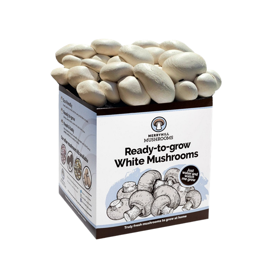 Custom Mushroom Boxes