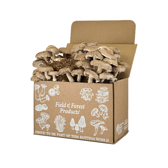 Mushroom Packaging